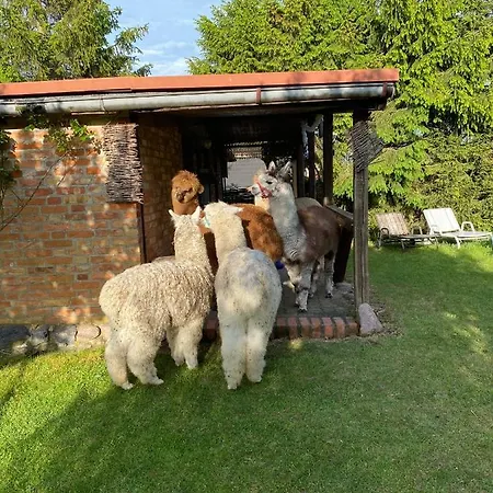 Apartmán Alpakatherapie Und *