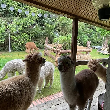 Alpakatherapie Und * Charlottenthal