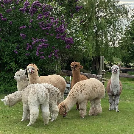 Alpakatherapie Und Charlottenthal