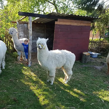 Alpakatherapie Und Charlottenthal