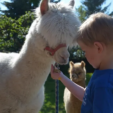 Alpakatherapie Und Charlottenthal